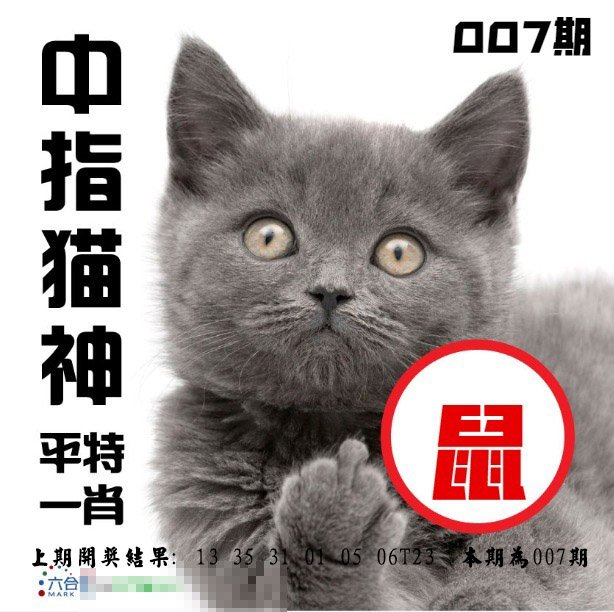 007期中指猫神[图]