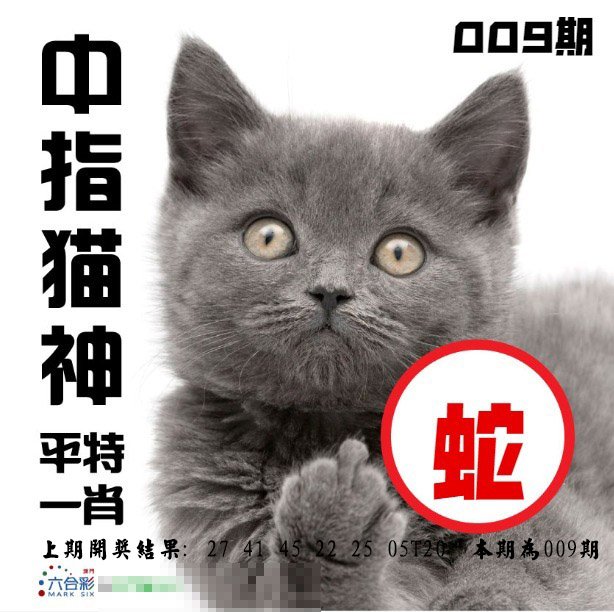 009期中指猫神[图]