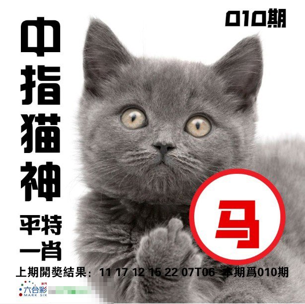 010期中指猫神[图]