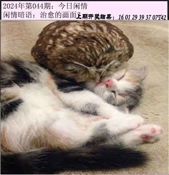 044期今日闲情[图]