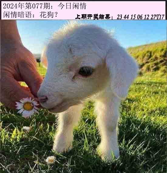 077期今日闲情[图]