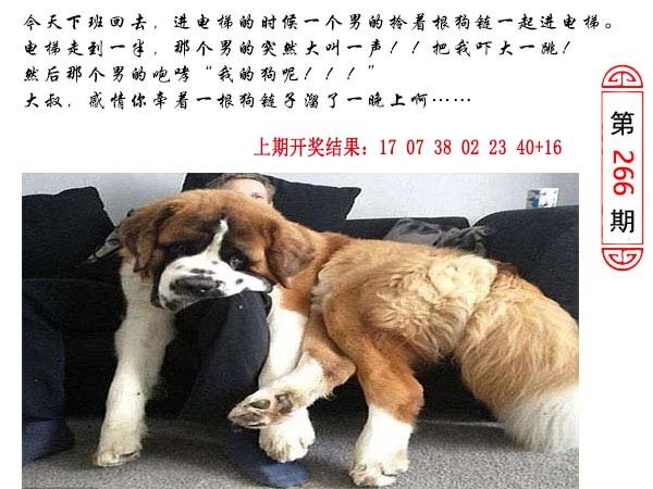 266期澳门生活幽默[图]