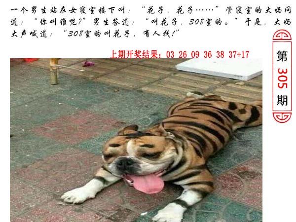 305期澳门生活幽默[图]