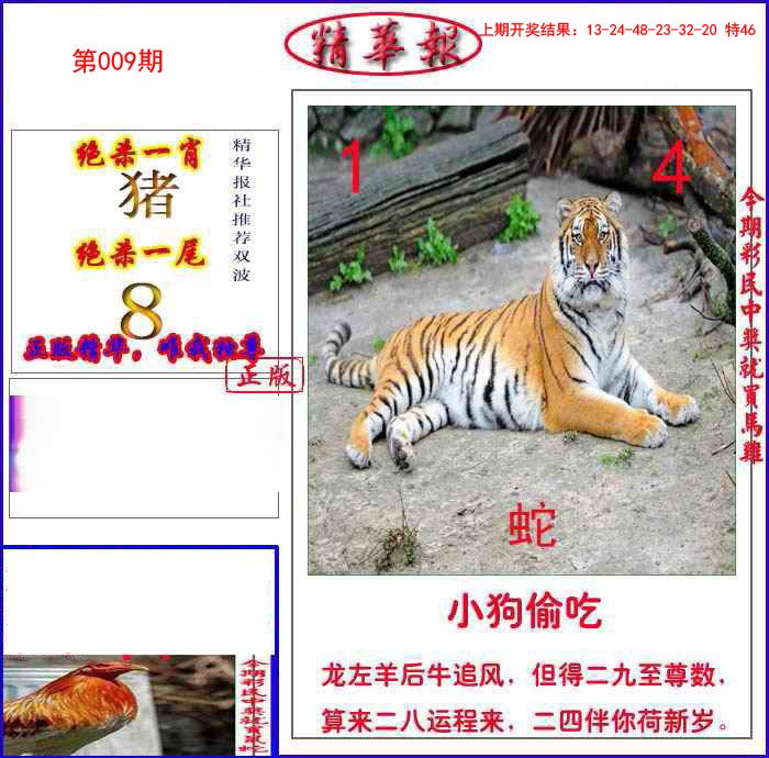 009期新精华报报[图]