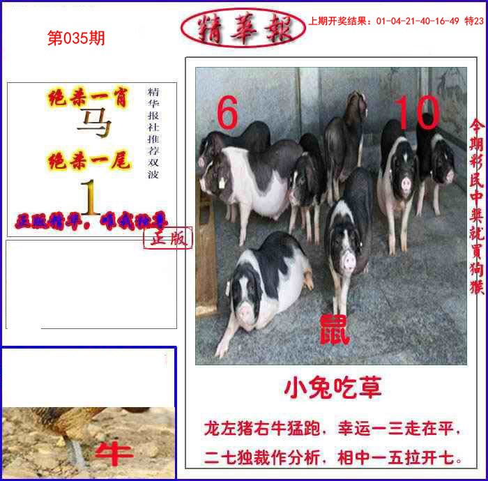 035期新精华报报[图]