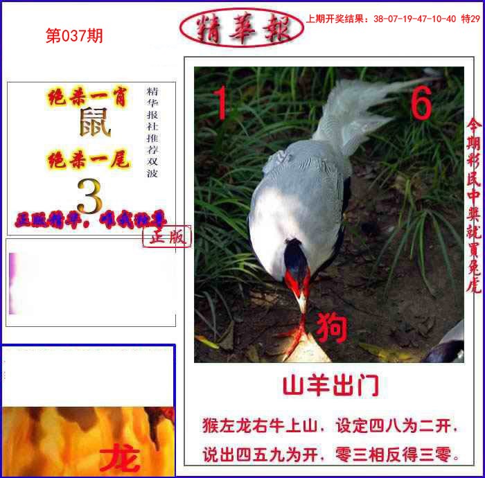 037期新精华报报[图]