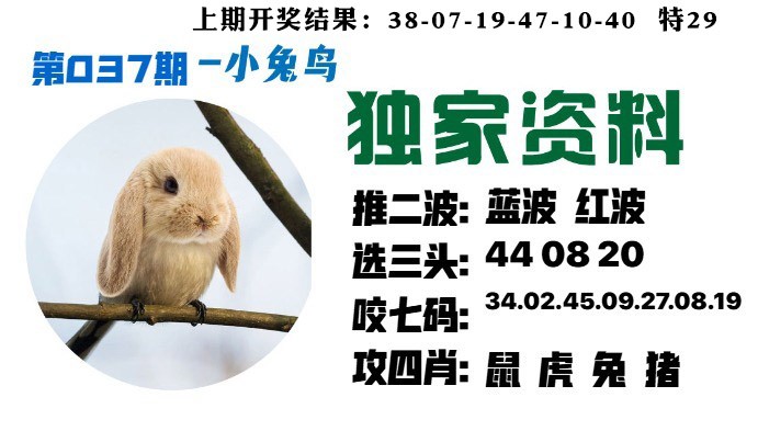 037期小兔鸟[图]