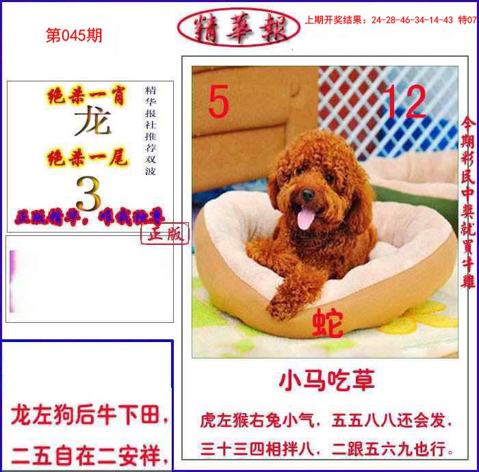 045期新精华报报[图]