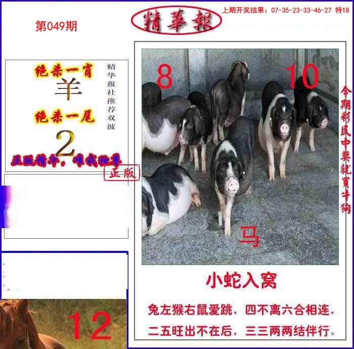 049期新精华报报[图]