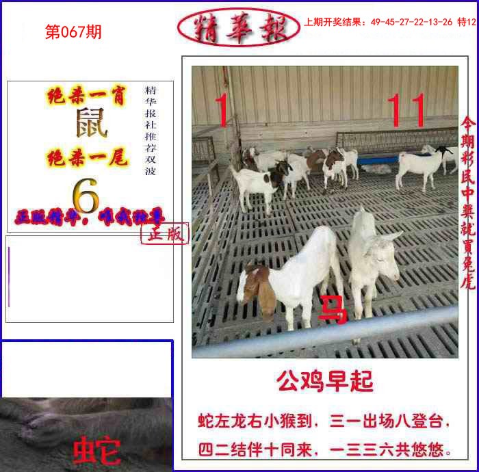 067期新精华报报[图]