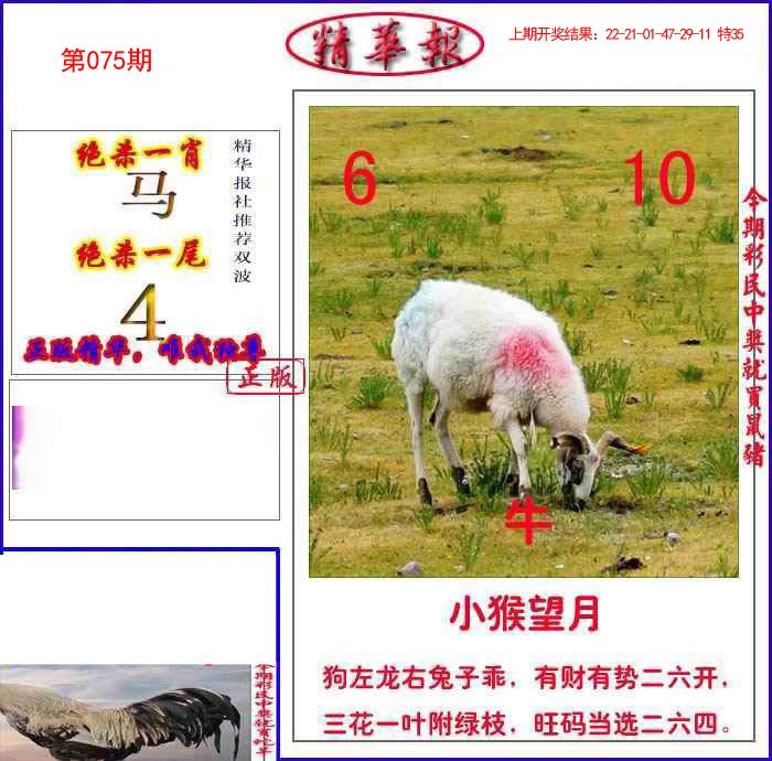 075期新精华报报[图]