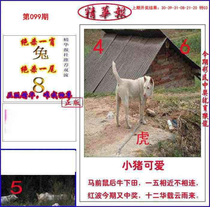 099期新精华报报[图]