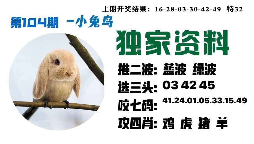 104期小兔鸟[图]