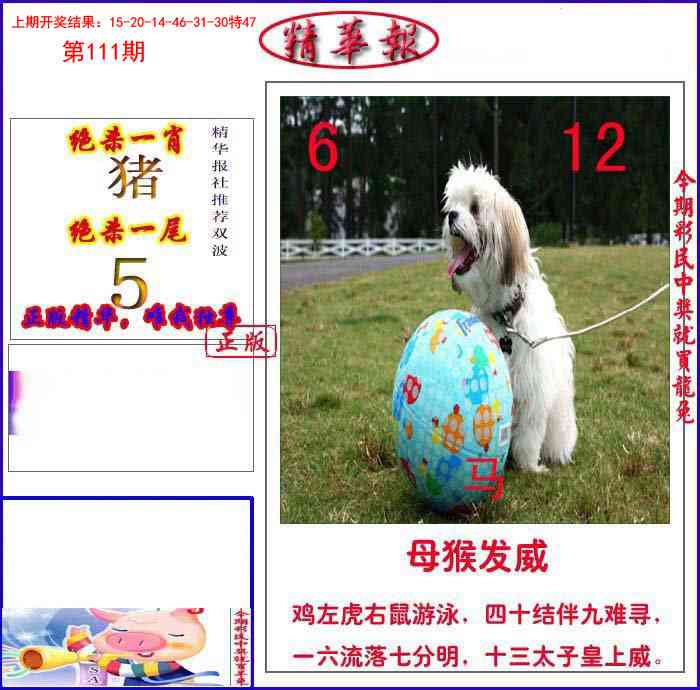 111期新精华报报[图]
