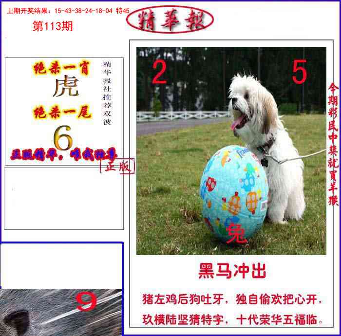 113期新精华报报[图]