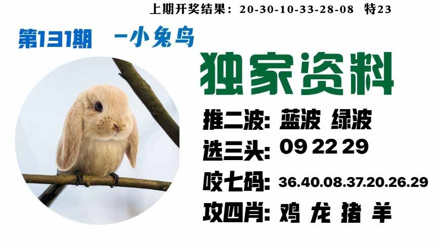 131期小兔鸟[图]