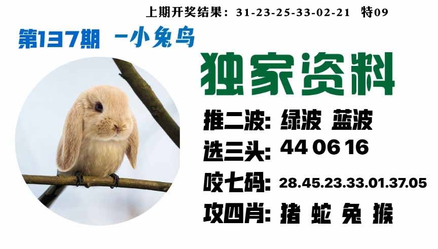 137期小兔鸟[图]