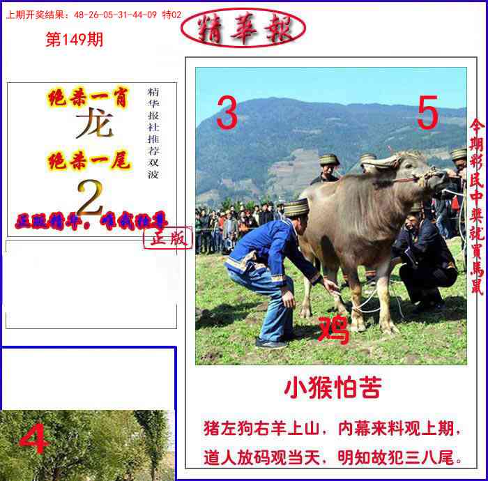 149期新精华报报[图]