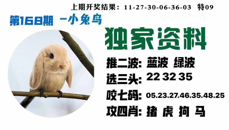 168期小兔鸟[图]