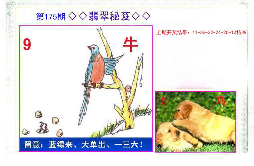 175期翡翠报[图]