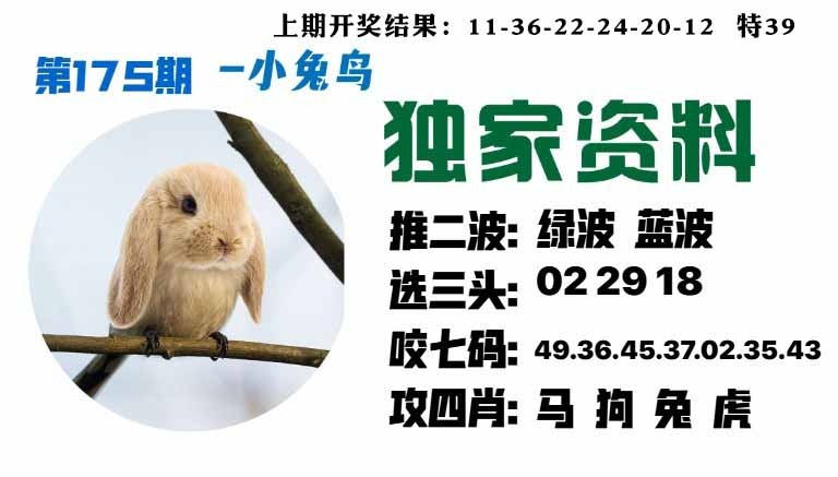 175期小兔鸟[图]
