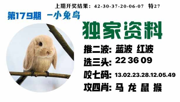 179期小兔鸟[图]