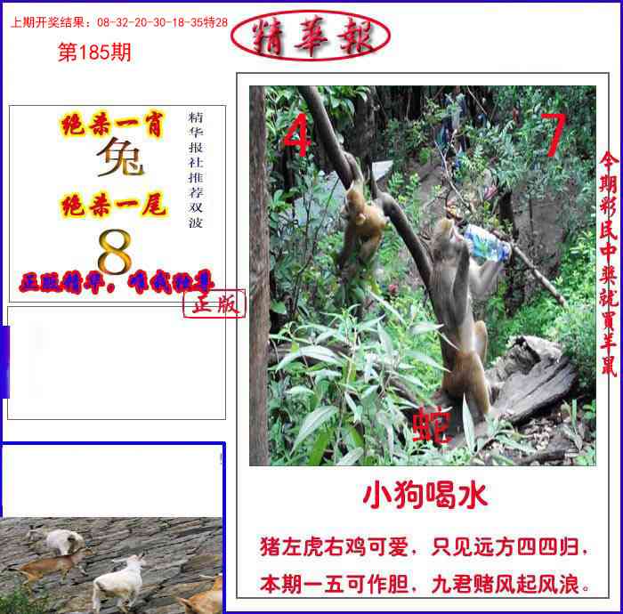 185期新精华报报[图]