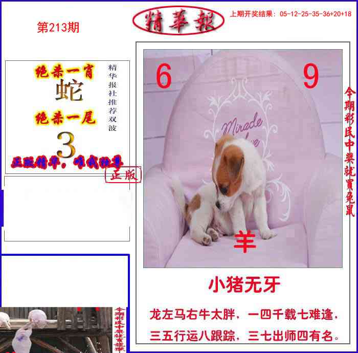 213期新精华报报[图]
