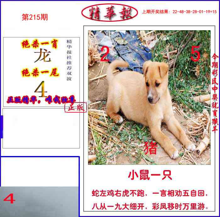 215期新精华报报[图]
