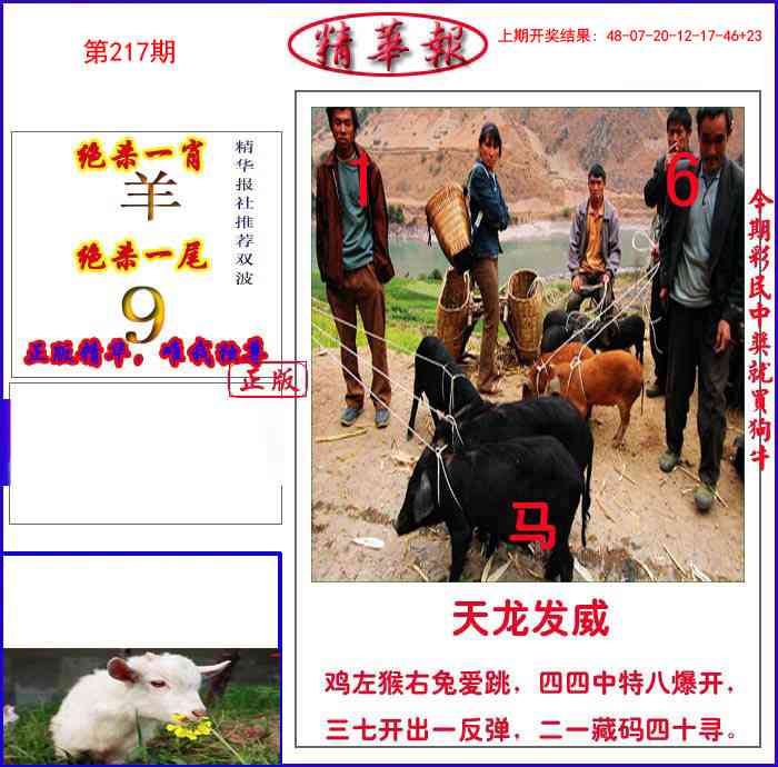 217期新精华报报[图]