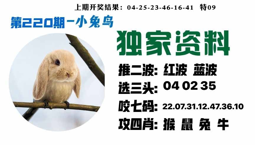 220期小兔鸟[图]