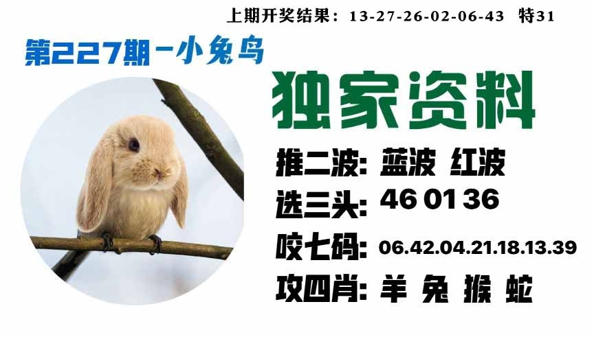 227期小兔鸟[图]