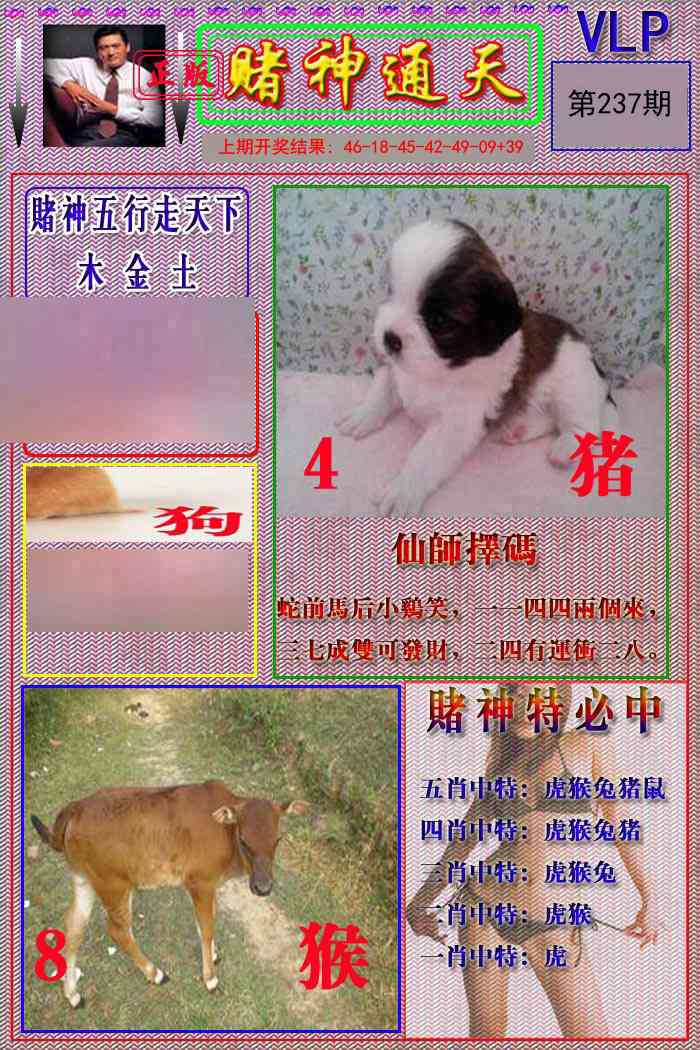 237期赌神通天报[图]