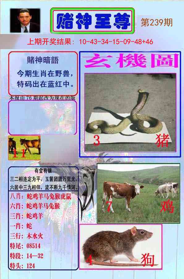 239期赌神至尊[图]