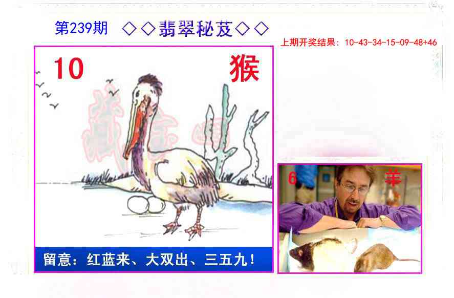 239期翡翠报[图]