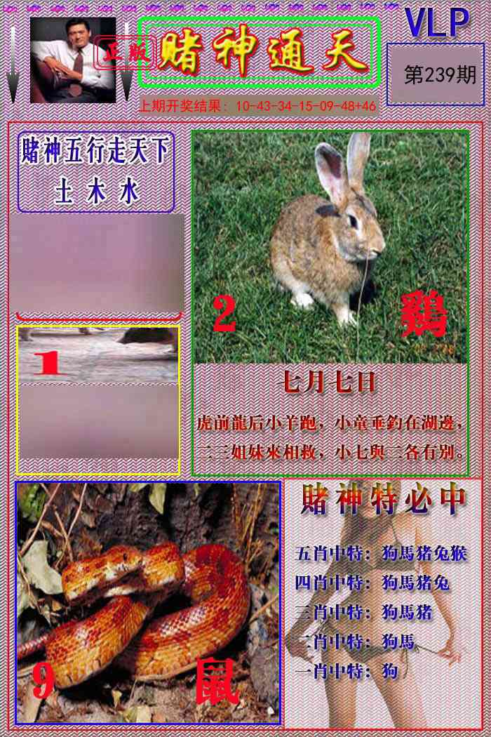 239期赌神通天报[图]