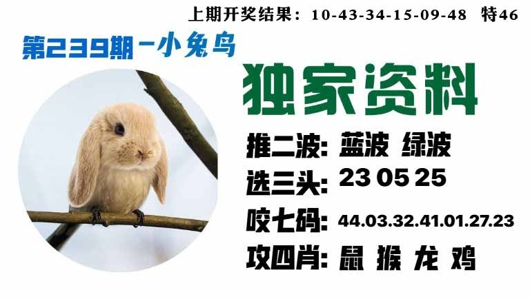 239期小兔鸟[图]