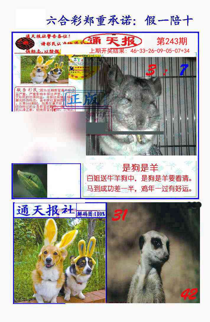 243期假一陪十通天报[图]