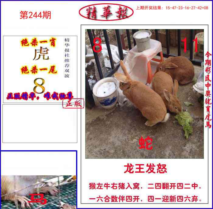 244期新精华报报[图]