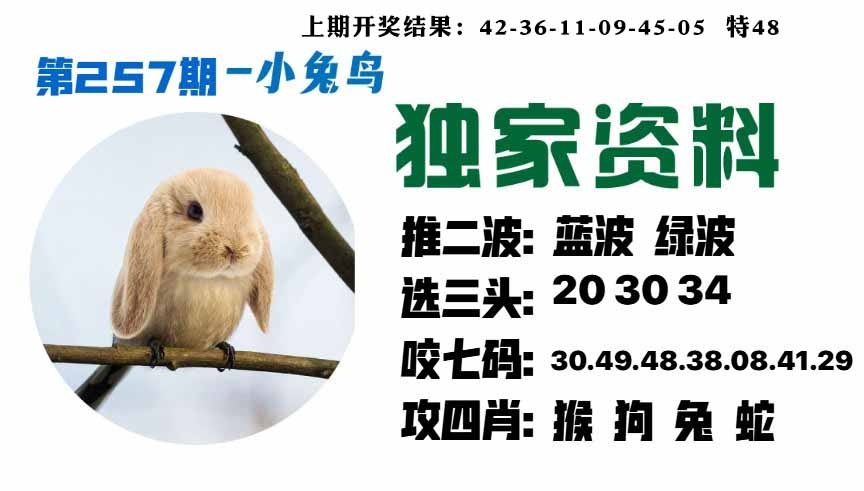 257期小兔鸟[图]