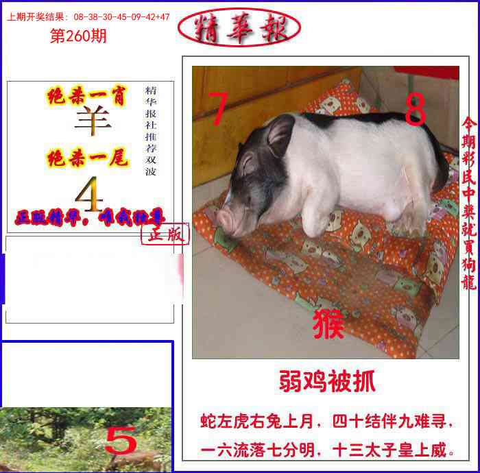 260期新精华报报[图]