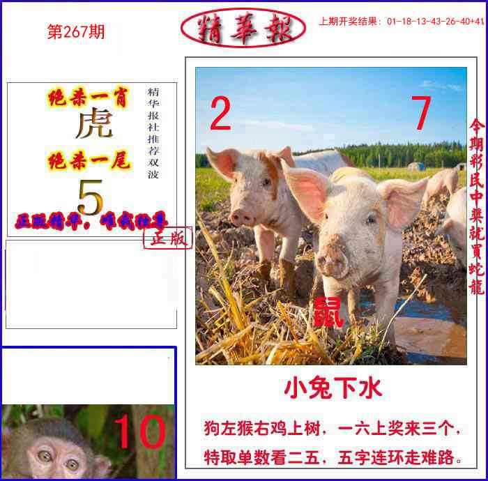 267期新精华报报[图]