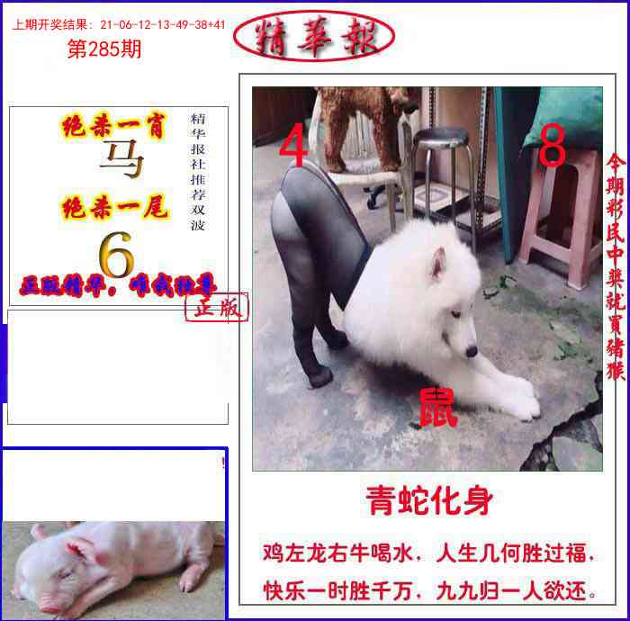 285期新精华报报[图]