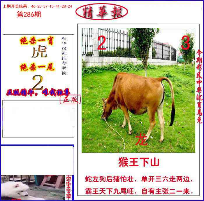 286期新精华报报[图]
