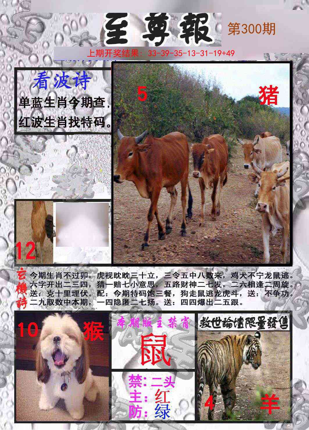 300期至尊报[图]