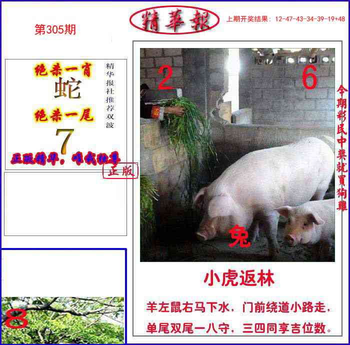 305期新精华报报[图]