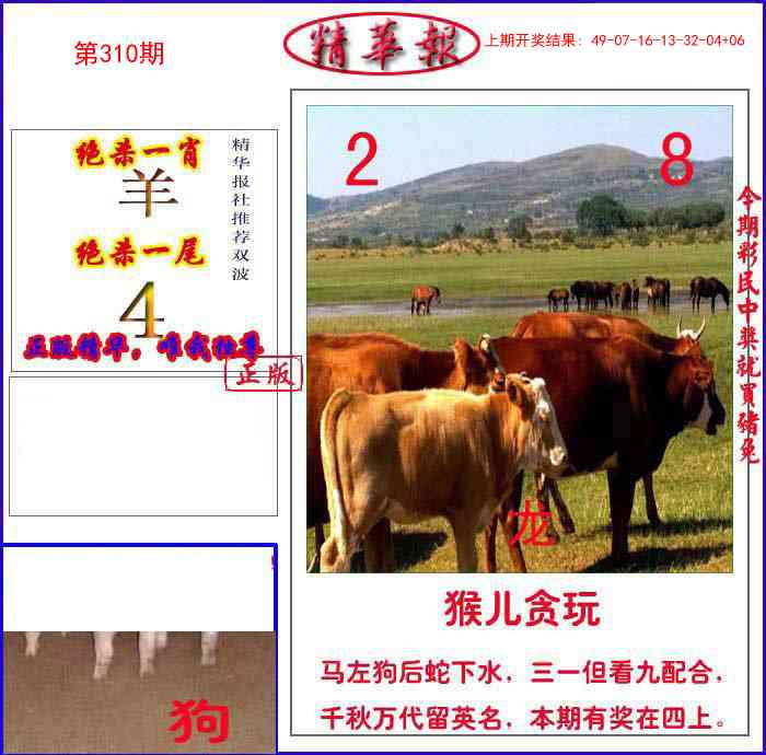 310期新精华报报[图]
