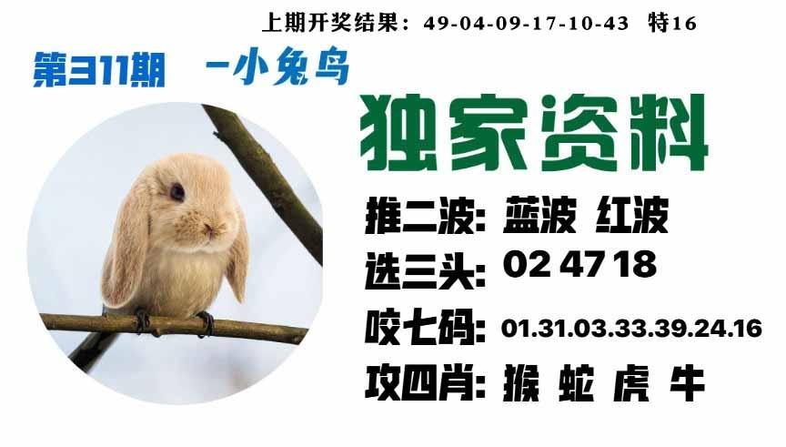 311期小兔鸟[图]