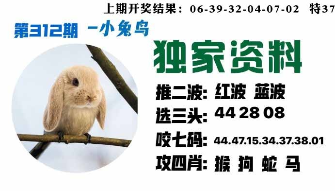 312期小兔鸟[图]